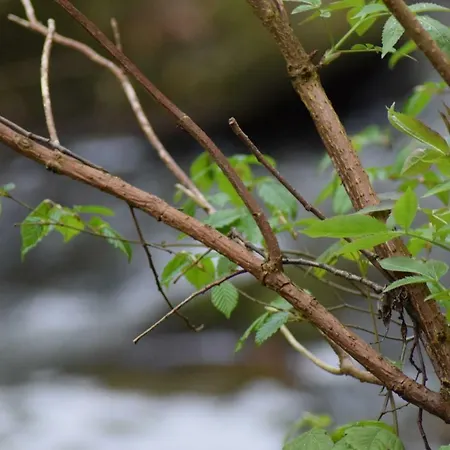 Altes Pfarrhaus * Hunolstein