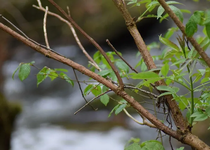 Altes Pfarrhaus * Hunolstein