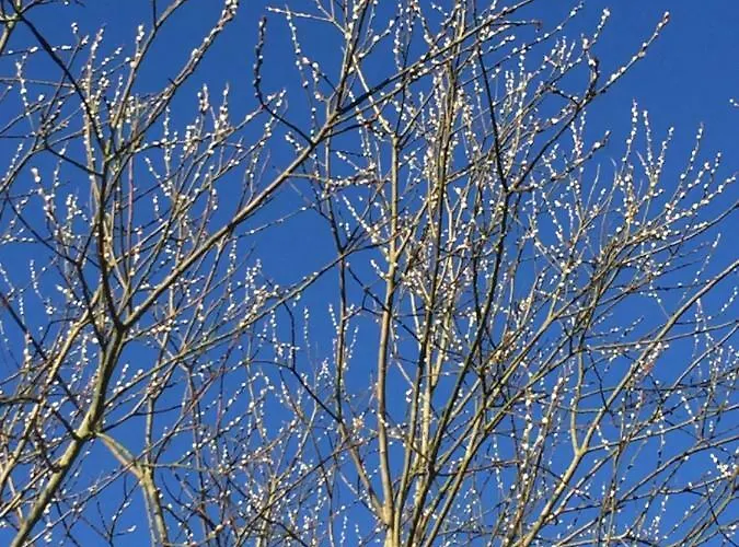 Altes Pfarrhaus Hunolstein